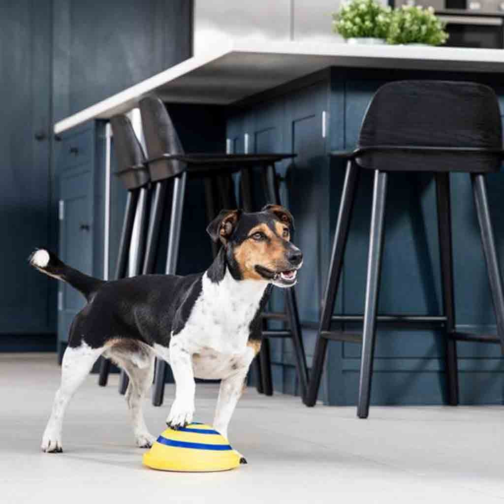 Woof Glider Dog Disc Toy